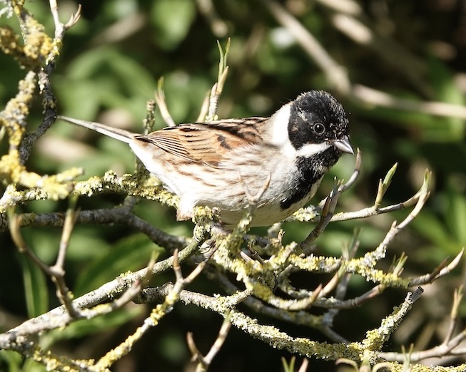 reed bunting